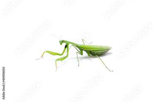 green female praying mantis eating a cricket. insect on a white background. close-up