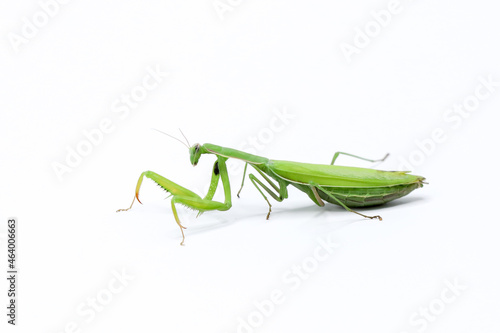 green female praying mantis eating a cricket. insect on a white background. close-up