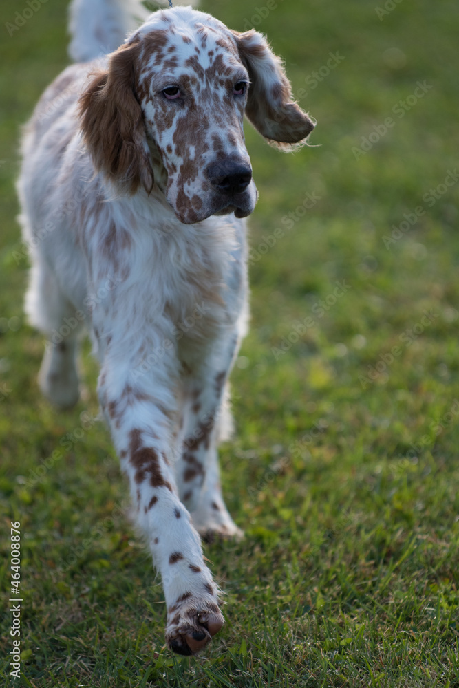 English Setter walking towards camera