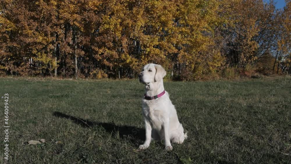 dog golden retriever on the street in autumn. Yellow leaves on trees dog golden retriever on the street in autumn. Yellow leaves on trees