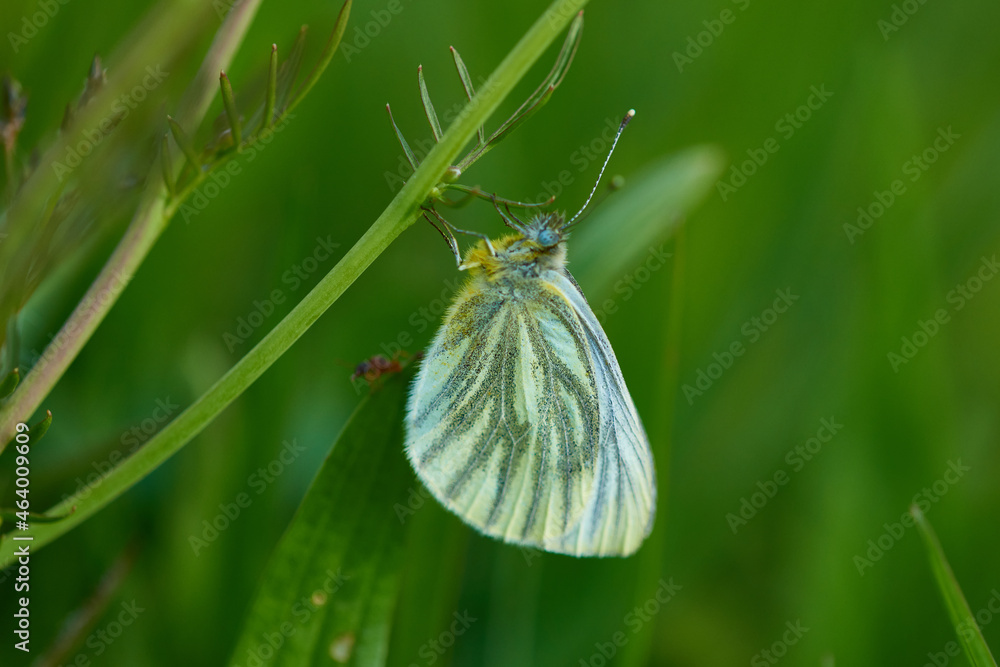 Obraz premium Grünader-Weißling ( Pieris napi ) am Schlafplatz