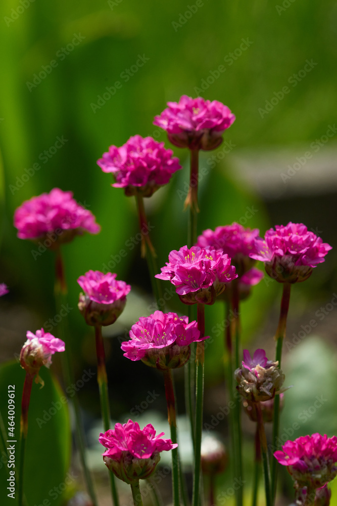 Strand-Grasnelke (Armeria maritima)
Strand-Grasnelke (Armeria maritima)