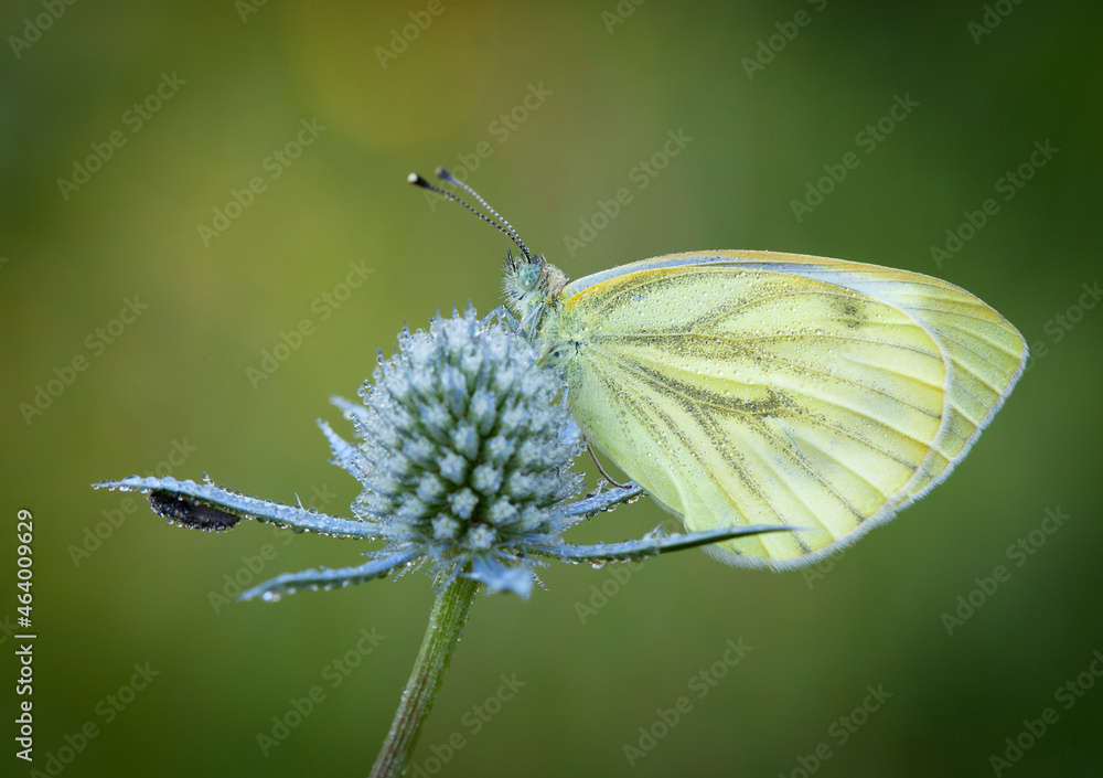 Morning awakening. Butterflies Of The Central Part Of Russia Morning awakening. Butterflies Of The Central Part Of Russia
