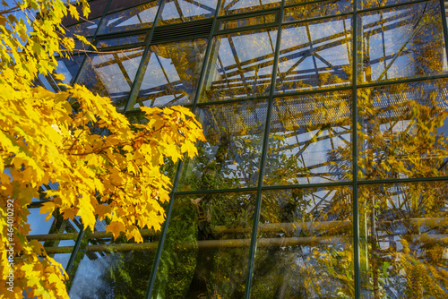 A bright yellow maple is reflected in the glasses of a tropical greenhouse .