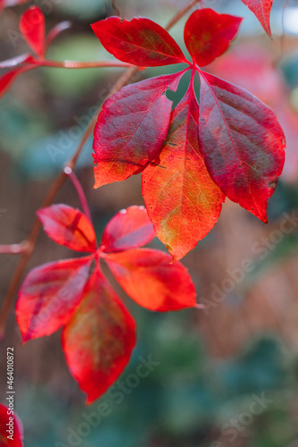 Foliage. Autumn leaves background. Macro shot of ivy leaves turning red.