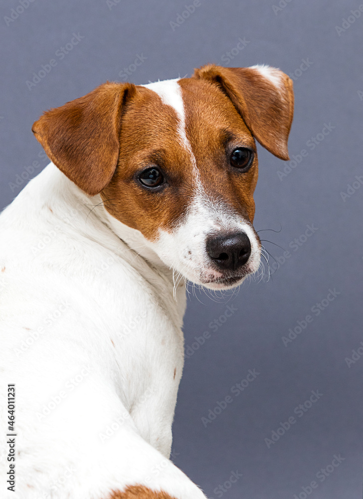 portrait of a puppy jack russell dog in the studio on a gray background