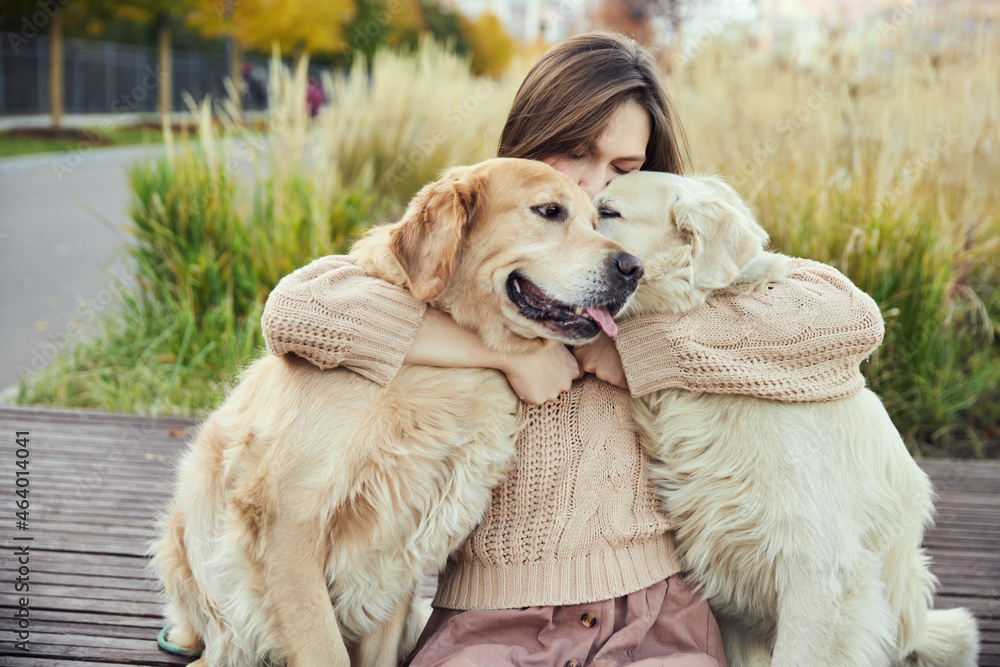 © snedorez - beautiful girl hugs two golden retrievers. Outdoor