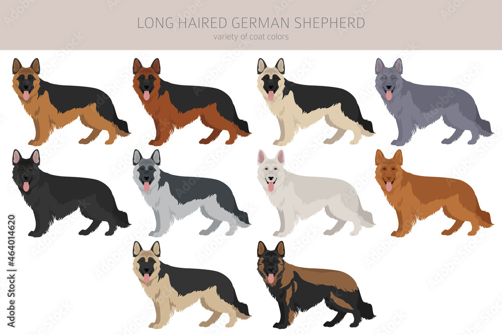 Long haired german shepherd dog  in different coat colors clipart
