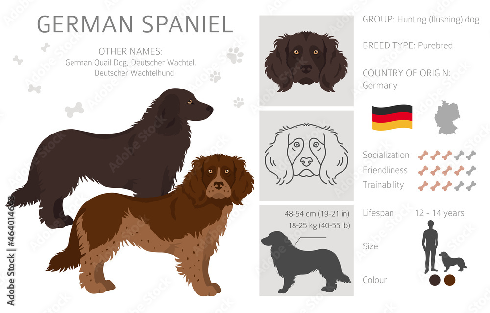 German spaniel clipart. Different poses, coat colors set