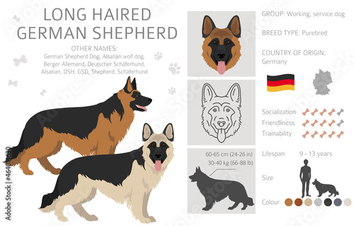 Long haired german shepherd dog  in different coat colors clipart