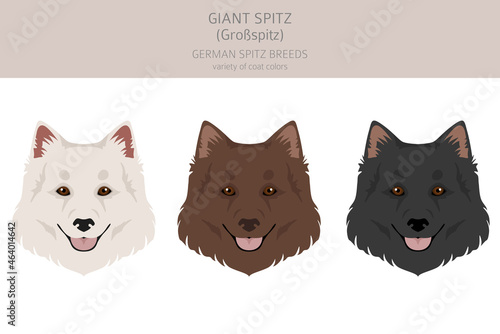 German spitz, Giant spitz clipart. Different poses, coat colors set