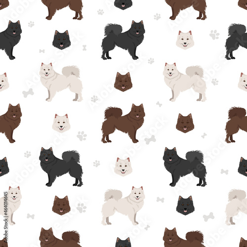 German spitz, Giant spitz clipart. Different poses, coat colors set
