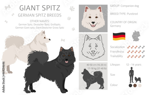 German spitz, Giant spitz clipart. Different poses, coat colors set