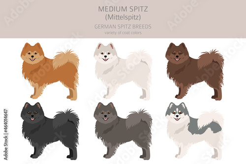 German spitz, Medium spitz clipart. Different poses, coat colors set.