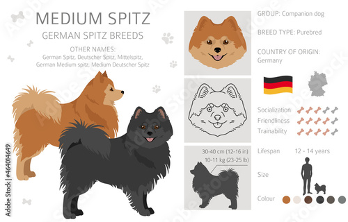 German spitz, Medium spitz clipart. Different poses, coat colors set.