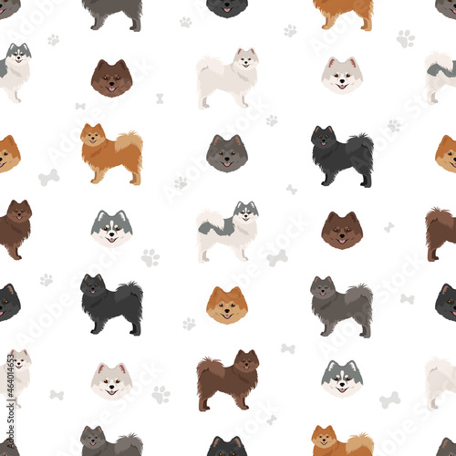 German spitz, Medium spitz seamless pattern. Different poses, coat colors set