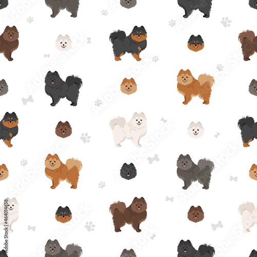 German spitz, Miniature spitz seamless pattern. Different poses, coat colors set