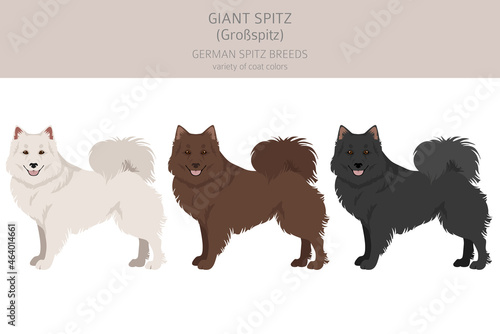 German spitz, Giant spitz clipart. Different poses, coat colors set