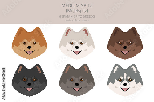 German spitz, Medium spitz clipart. Different poses, coat colors set.