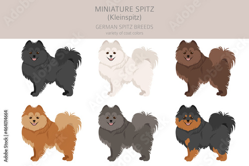 German spitz, Miniature spitz clipart. Different poses, coat colors set