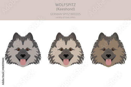 German spitz, Wolfspitz clipart. Different poses, coat colors set