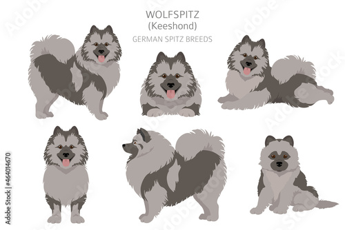 German spitz, Wolfspitz clipart. Different poses, coat colors set
