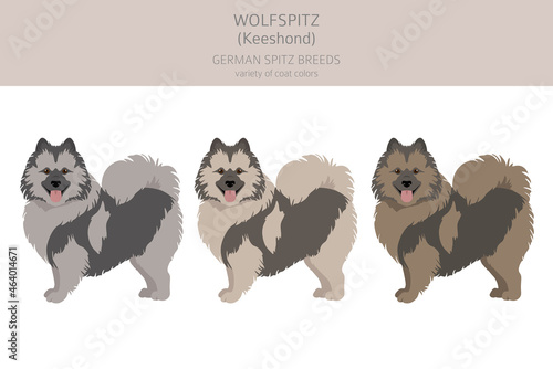 German spitz, Wolfspitz clipart. Different poses, coat colors set
