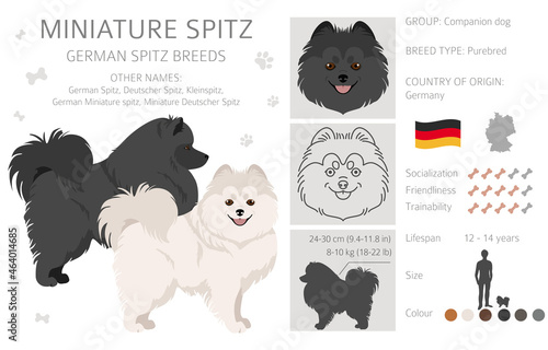 German spitz, Miniature spitz clipart. Different poses, coat colors set