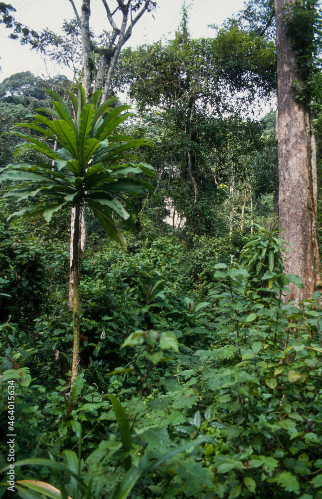 Foret primaire de Nyungwe, Parc national Nyungwe, Rwanda