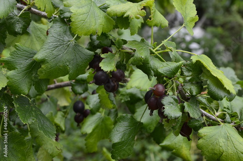 Jostaberry (Ribes x nidigrolaria). On the branch are ripe berries of Yoshta photo