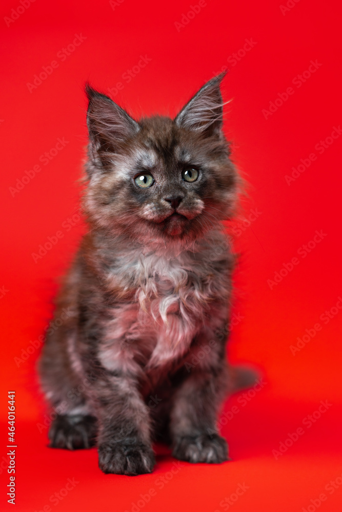 Portrait of kitten of Gentle giants with fluffy fur of color black smoke, two months old looking at camera. Cute furry kitten sitting on red background. Front view. Studio shot.