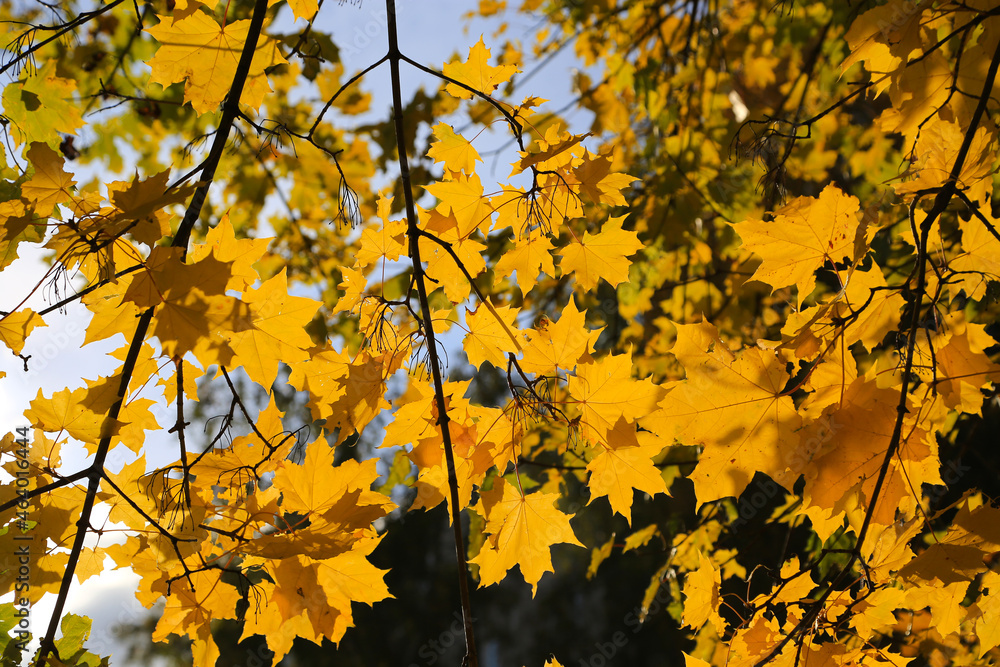 Bright autumn maple foliage illuminated by the sun Bright autumn maple foliage illuminated by the sun
