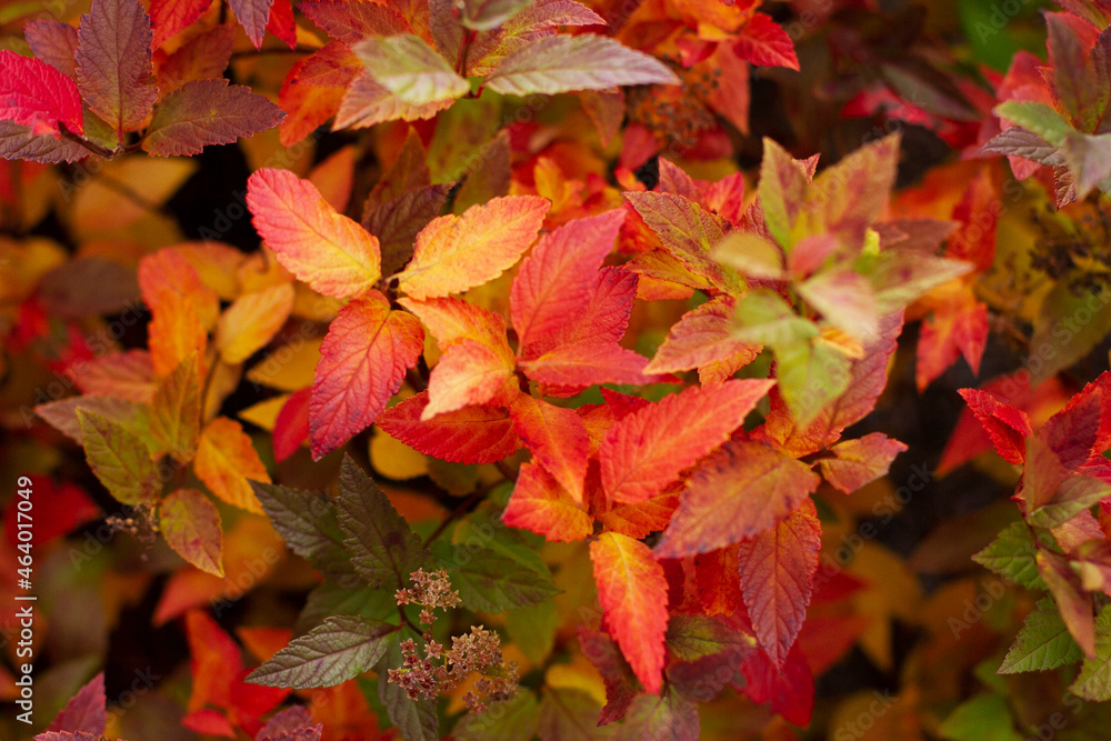 Autumn background. Red-yellow leaves of trees close-up. Autumn background. Red-yellow leaves of trees close-up.