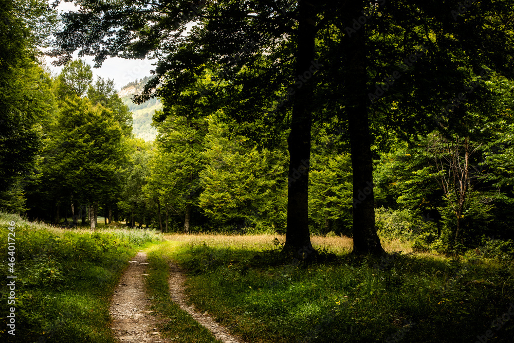 Path through the beech forest