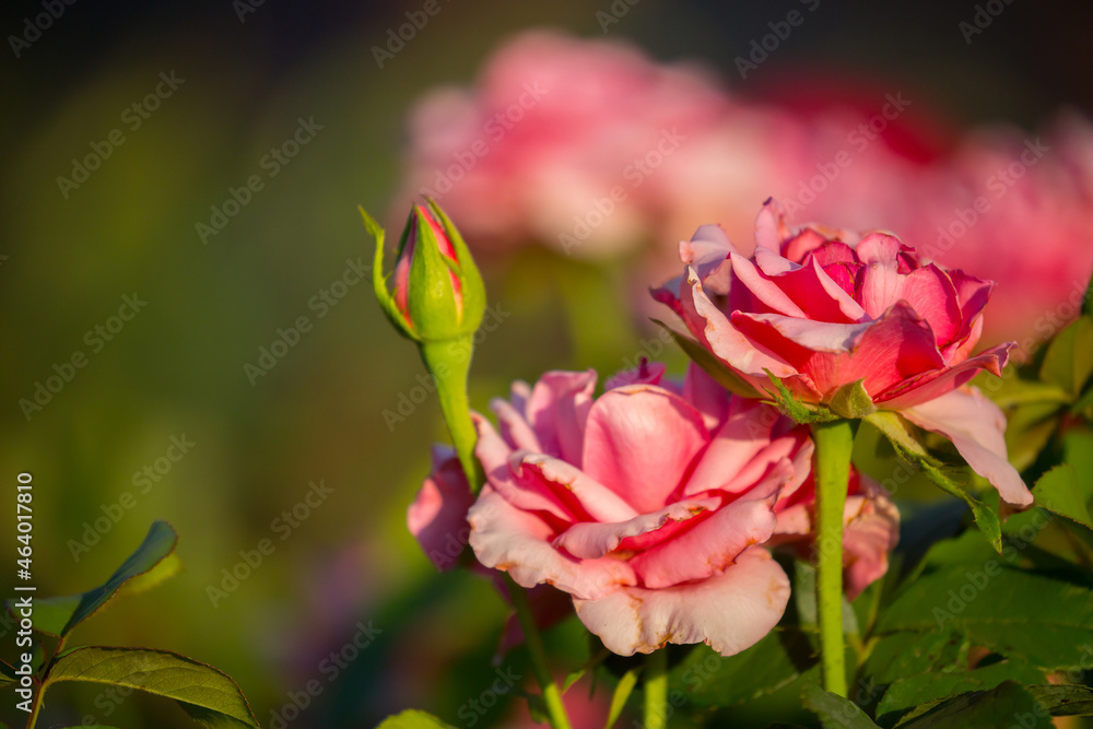 Pink rose flower close-up, macro shot on the background of the texture of rose petals. Beautiful flower field, spring landscape. Pink rose flower close-up, macro shot on the background of the texture of rose petals. Beautiful flower field, spring landscape.