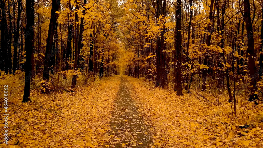 Obraz premium Path. Autumn forest road leaves fall in ground landscape on autumnal background