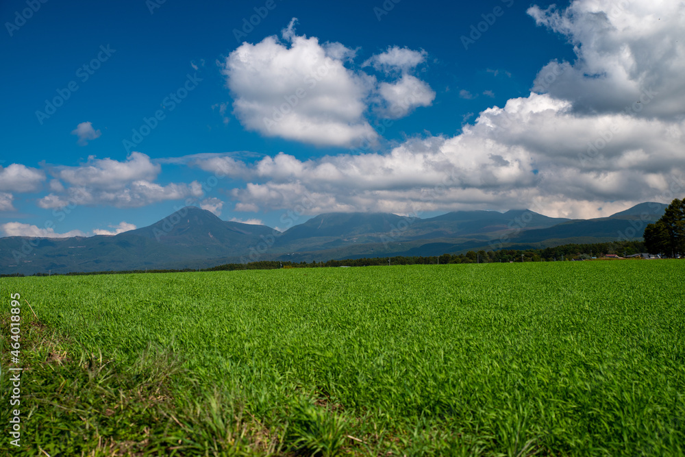 Obraz premium Blue sky and white clouds over the green meadow