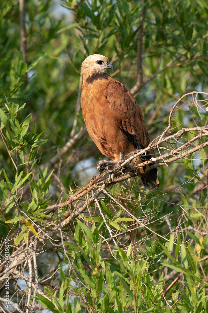 The black-collared hawk (Busarellus nigricollis) The black-collared hawk (Busarellus nigricollis)