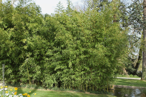 Haie de bambous	dans un parc photo