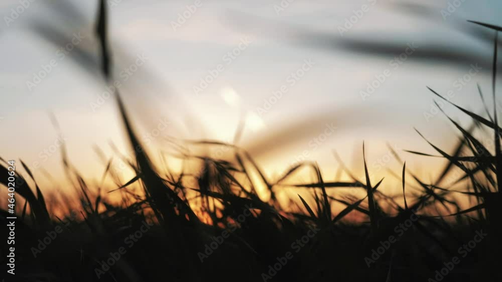 Wheat agriculture harvesting agribusiness. Ears of wheat on the field a during sunset. Sun through wheat ears on field. Harvest and harvesting concept. Landscape summer field sun sky nature. Wheat agriculture harvesting agribusiness. Ears of wheat on the field a during sunset. Sun through wheat ears on field. Harvest and harvesting concept. Landscape summer field sun sky nature.