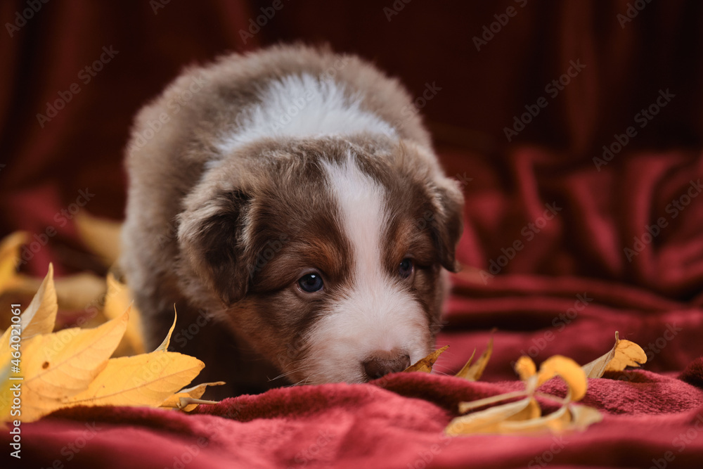 Young Australian Shepherd dog smiles. Greeting card or photo for calendar. Aussie puppy red tricolor walks on bright red blanket among yellow fallen autumn leaves and sniffs. Young Australian Shepherd dog smiles. Greeting card or photo for calendar. Aussie puppy red tricolor walks on bright red blanket among yellow fallen autumn leaves and sniffs.