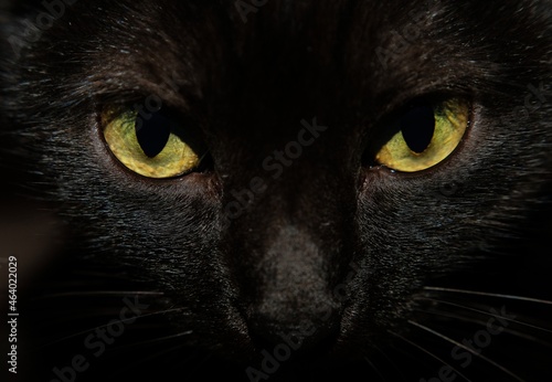 Fototapeta Naklejka Na Ścianę i Meble -  black cat portrait
