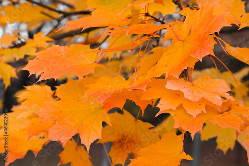 fall leaves trees of a maple. golden autumn background