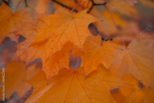 autumn leaves with very shallow focus. macro of maple leaves