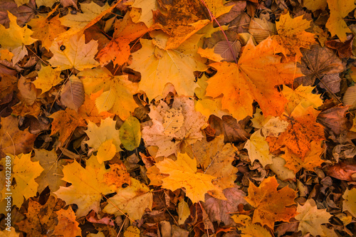 Closeup of Yellow and orange backround image of fallen autumn leaves . Fall background