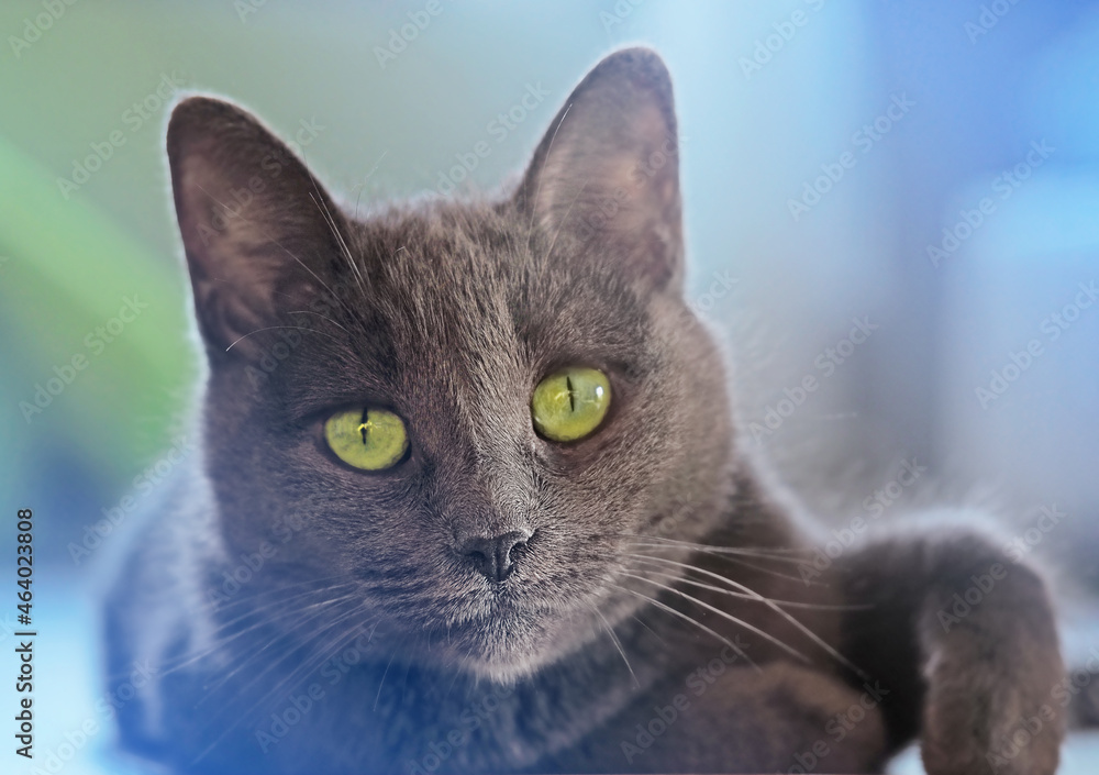 the head of a Russian blue cat close-up on a blue background