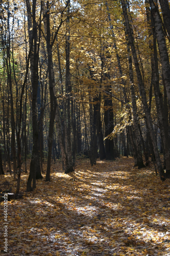 Fototapeta premium Autumn landscape in Sokolniki park