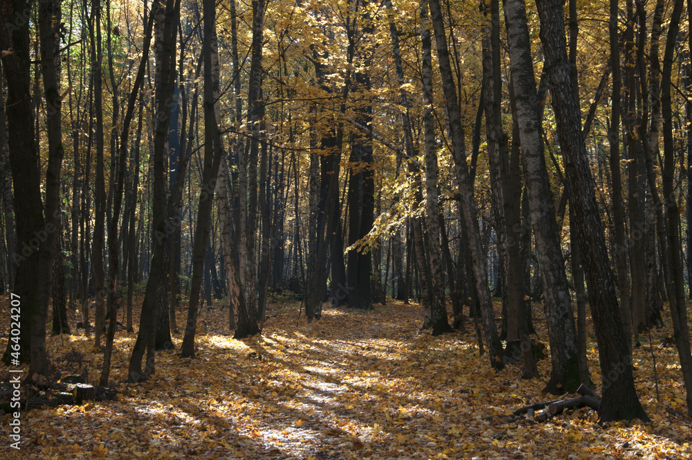 Autumn landscape in Sokolniki park Autumn landscape in Sokolniki park