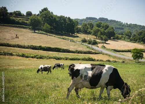 Vacas lecheras con manchas blancas y negras pastando tranquilamente en un prado verde gallego