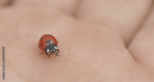 ladybug in the palm of a man